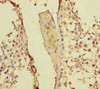 Immunohistochemistry of paraffin-embedded human testis tissue using CSB-PA618760DSR1HU at dilution of 1:100