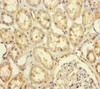 Immunohistochemistry of paraffin-embedded human kidney tissue using CSB-PA018768ESR1HU at dilution of 1:100