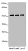 Western blot<br />
 All lanes: PRPF4 antibody at 3.89 µg/ml<br />
 Lane 1: Jurkat whole cell lysate<br />
 Lane 2: Hela whole cell lysate<br />
 Lane 3: HepG2 whole cell lysate<br />
 Secondary<br />
 Goat polyclonal to rabbit IgG at 1/10000 dilution<br />
 Predicted band size: 58 kDa<br />
 Observed band size: 58 kDa<br />