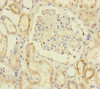 Immunohistochemistry of paraffin-embedded human kidney tissue using CSB-PA878847ESR1HU at dilution of 1:100