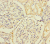 Immunohistochemistry of paraffin-embedded human kidney tissue using CSB-PA835673ESR1HU at dilution of 1:100