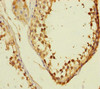 Immunohistochemistry of paraffin-embedded human testis tissue using CSB-PA884447ESR1HU at dilution of 1:100