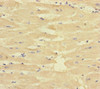 Immunohistochemistry of paraffin-embedded human heart tissue using CSB-PA896913ESR2HU at dilution of 1:100