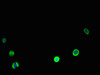 Immunofluorescent analysis of MCF-7 cells using CSB-PA004458YA01HU at dilution of 1:100 and Alexa Fluor 488-congugated AffiniPure Goat Anti-Rabbit IgG (H+L)