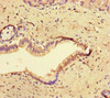 Immunohistochemistry of paraffin-embedded human pancreatic tissue using CSB-PA004831LA01HU at dilution of 1:100