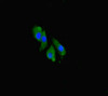 Immunofluorescent analysis of Hela cells using CSB-PA004831LA01HU at dilution of 1:100 and Alexa Fluor 488-congugated AffiniPure Goat Anti-Rabbit IgG (H+L)