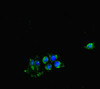Immunofluorescent analysis of Hela cells using CSB-PA005075LA01HU at dilution of 1:100 and Alexa Fluor 488-congugated AffiniPure Goat Anti-Rabbit IgG (H+L)