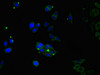 Immunofluorescent analysis of HepG2 cells using CSB-PA005124LA01HU at dilution of 1:100 and Alexa Fluor 488-congugated AffiniPure Goat Anti-Rabbit IgG (H+L)