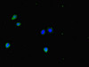Immunofluorescent analysis of HepG2 cells using CSB-PA006956LA01HU at dilution of 1:100 and Alexa Fluor 488-congugated AffiniPure Goat Anti-Rabbit IgG (H+L) Immunofluorescent analysis of HepG2 cells using CSB-PA006956LA01HU at dilution of 1:100 and Alexa Fluor 488-congugated AffiniPure Goat Anti-Rabbit IgG (H+L)