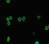 Immunofluorescent analysis of HepG2 cells using CSB-PA007082HA01HU at dilution of 1:100 and Alexa Fluor 488-congugated AffiniPure Goat Anti-Rabbit IgG (H+L)