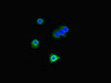 Immunofluorescent analysis of Hela cells using CSB-PA007108LA01HU at dilution of 1:100 and Alexa Fluor 488-congugated AffiniPure Goat Anti-Rabbit IgG (H+L)