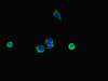 Immunofluorescent analysis of HepG2 cells using CSB-PA007791LA01HU at dilution of 1:100 and Alexa Fluor 488-congugated AffiniPure Goat Anti-Rabbit IgG (H+L) Immunofluorescent analysis of HepG2 cells using CSB-PA007791LA01HU at dilution of 1:100 and Alexa Fluor 488-congugated AffiniPure Goat Anti-Rabbit IgG (H+L)