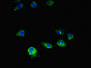 Immunofluorescent analysis of Hela cells using CSB-PA008968HA01HU at dilution of 1:100 and Alexa Fluor 488-congugated AffiniPure Goat Anti-Rabbit IgG (H+L)