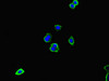 Immunofluorescent analysis of HepG2 cells using CSB-PA011590LA01HU at dilution of 1:100 and Alexa Fluor 488-congugated AffiniPure Goat Anti-Rabbit IgG (H+L)