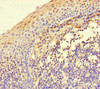 Immunohistochemistry of paraffin-embedded human tonsil tissue using CSB-PA011867LA01HU at dilution of 1:100
