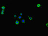 Immunofluorescent analysis of HepG2 cells using CSB-PA011867LA01HU at dilution of 1:100 and Alexa Fluor 488-congugated AffiniPure Goat Anti-Rabbit IgG (H+L)