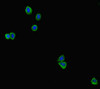 Immunofluorescent analysis of HepG2 cells using CSB-PA012889HA01RA at dilution of 1:100 and Alexa Fluor 488-congugated AffiniPure Goat Anti-Rabbit IgG (H+L)