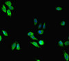 Immunofluorescent analysis of Hela cells using CSB-PA013694HA01HU at dilution of 1: 100 and Alexa Fluor 488-congugated AffiniPure Goat Anti-Rabbit IgG (H+L)