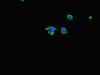 Immunofluorescent analysis of HepG2 cells using CSB-PA015297LA01HU at dilution of 1:100 and Alexa Fluor 488-congugated AffiniPure Goat Anti-Rabbit IgG (H+L)