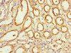 Immunohistochemistry of paraffin-embedded human kidney tissue using CSB-PA015963LA01HU at dilution of 1:100