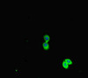 Immunofluorescent analysis of HepG2 cells using CSB-PA017766HA01HU at dilution of 1:100 and Alexa Fluor 488-congugated AffiniPure Goat Anti-Rabbit IgG (H+L)