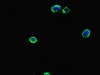 Immunofluorescent analysis of MCF-7 cells using CSB-PA017873LA01HU at dilution of 1:100 and Alexa Fluor 488-congugated AffiniPure Goat Anti-Rabbit IgG (H+L)