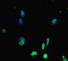 Immunofluorescent analysis of Hela cells using CSB-PA019268LA01HU at dilution of 1:100 and Alexa Fluor 488-congugated AffiniPure Goat Anti-Rabbit IgG (H+L)