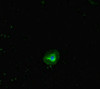Immunofluorescent analysis of A549 cells using CSB-PA019677LA01HU at dilution of 1:100 and Alexa Fluor 488-congugated AffiniPure Goat Anti-Rabbit IgG (H+L)