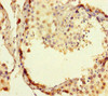 Immunohistochemistry of paraffin-embedded human testis tissue using CSB-PA020563LA01HU at dilution of 1:100
