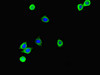 Immunofluorescent analysis of HepG2 cells using CSB-PA020645LA01HU at dilution of 1:100 and Alexa Fluor 488-congugated AffiniPure Goat Anti-Rabbit IgG (H+L)