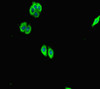 Immunofluorescent analysis of HepG2 cells using CSB-PA020808LA01HU at dilution of 1:100 and Alexa Fluor 488-congugated AffiniPure Goat Anti-Rabbit IgG (H+L)