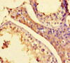 Immunohistochemistry of paraffin-embedded human testis tissue using CSB-PA021101HA01HU at dilution of 1:100