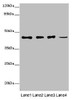 Western blot<br />
 All lanes: SIRPB1 antibody at 6µg/ml<br />
 Lane 1: A549 whole cell lysate<br />
 Lane 2: PC-3 whole cell lysate<br />
 Lane 3: A375 whole cell lysate<br />
 Lane 4: Mouse heart tissue<br />
 Secondary<br />
 Goat polyclonal to rabbit IgG at 1/10000 dilution<br />
 Predicted band size: 44, 20 kDa<br />
 Observed band size: 44 kDa<br />