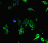 Immunofluorescent analysis of Hela cells using CSB-PA021335LA01HU at dilution of 1:100 and Alexa Fluor 488-congugated AffiniPure Goat Anti-Rabbit IgG (H+L)