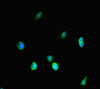 Immunofluorescent analysis of HepG2 cells using CSB-PA021801LA01HU at dilution of 1: 100 and Alexa Fluor 488-congugated AffiniPure Goat Anti-Rabbit IgG (H+L)