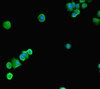 Immunofluorescent analysis of HepG2 cells using CSB-PA022721LA01HU at dilution of 1:100 and Alexa Fluor 488-congugated AffiniPure Goat Anti-Rabbit IgG (H+L)