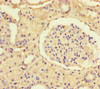 Immunohistochemistry of paraffin-embedded human kidney tissue using CSB-PA022725LA01HU at dilution of 1:100