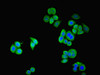 Immunofluorescent analysis of PC-3 cells using CSB-PA022725LA01HU at dilution of 1:100 and Alexa Fluor 488-congugated AffiniPure Goat Anti-Rabbit IgG (H+L)