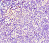 Immunohistochemistry of paraffin-embedded human lymph node tissue using CSB-PA023313LA01HU at dilution of 1:100