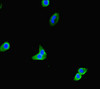 Immunofluorescent analysis of HepG2 cells using CSB-PA024075LA01HU at dilution of 1:100 and Alexa Fluor 488-congugated AffiniPure Goat Anti-Rabbit IgG (H+L)