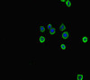 Immunofluorescent analysis of HepG2 cells using CSB-PA024100HA01MO at dilution of 1:100 and Alexa Fluor 488-congugated AffiniPure Goat Anti-Rabbit IgG (H+L)