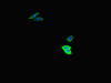 Immunofluorescent analysis of HepG2 cells using CSB-PA025710LA01HU at dilution of 1:100 and Alexa Fluor 488-congugated AffiniPure Goat Anti-Rabbit IgG (H+L)
