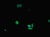 Immunofluorescent analysis of HepG2 cells using CSB-PA08309A0Rb at dilution of 1:100 and Alexa Fluor 488-congugated AffiniPure Goat Anti-Rabbit IgG (H+L)