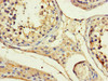 Immunohistochemistry of paraffin-embedded human testis tissue using CSB-PA09689A0Rb at dilution of 1:100 Immunohistochemistry of paraffin-embedded human testis tissue using CSB-PA09689A0Rb at dilution of 1:100