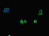 Immunofluorescent analysis of HepG2 cells using CSB-PA10509A0Rb at dilution of 1:100 and Alexa Fluor 488-congugated AffiniPure Goat Anti-Rabbit IgG (H+L)
