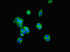 Immunofluorescent analysis of PC-3 cells using CSB-PA10509A0Rb at dilution of 1:100 and Alexa Fluor 488-congugated AffiniPure Goat Anti-Rabbit IgG (H+L)