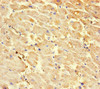 Immunohistochemistry of paraffin-embedded human heart tissue using CSB-PA15139A0Rb at dilution of 1:100