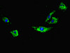 Immunofluorescent analysis of Hela cells using CSB-PA15139A0Rb at dilution of 1:100 and Alexa Fluor 488-congugated AffiniPure Goat Anti-Rabbit IgG (H+L)