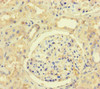 Immunohistochemistry of paraffin-embedded human kidney tissue using CSB-PA17009A0Rb at dilution of 1:100