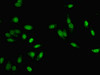 Immunofluorescent analysis of Hela cells using CSB-PA17009A0Rb at dilution of 1:100 and Alexa Fluor 488-congugated AffiniPure Goat Anti-Rabbit IgG (H+L)